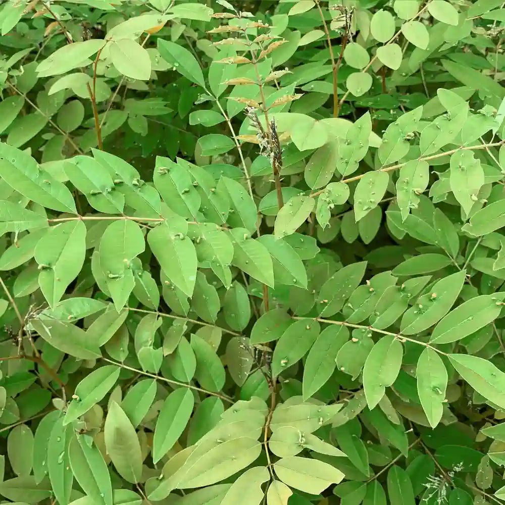 Indigo Powder/ Neeli Powder